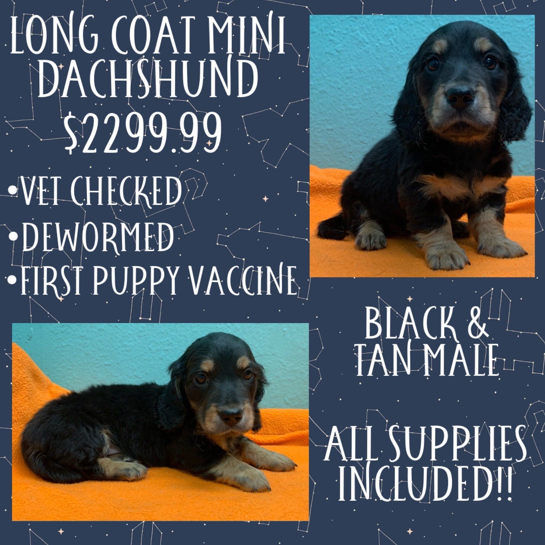 A long coat mini dachshund puppy for sale for $299.99