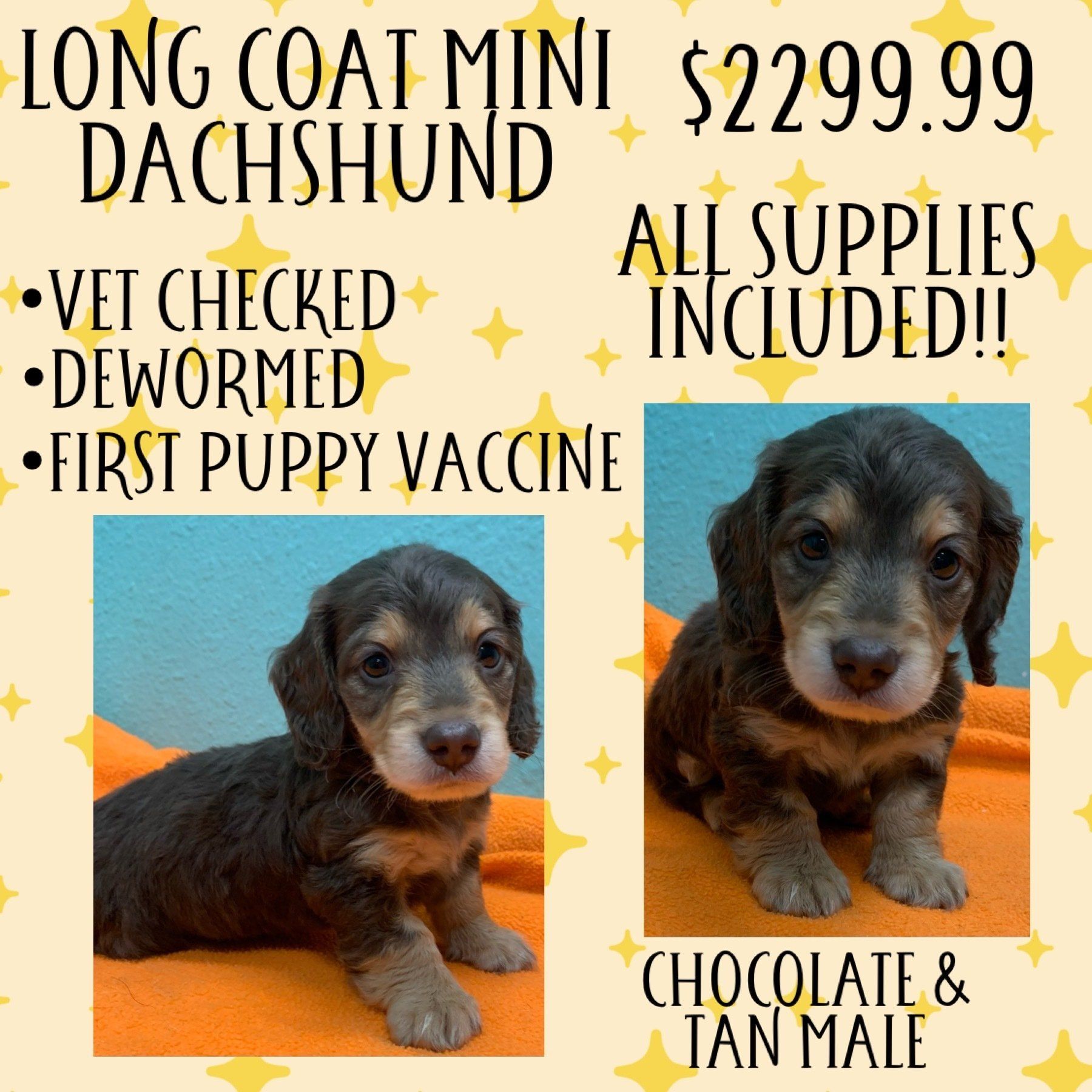 A long coat mini dachshund for sale for $299.99