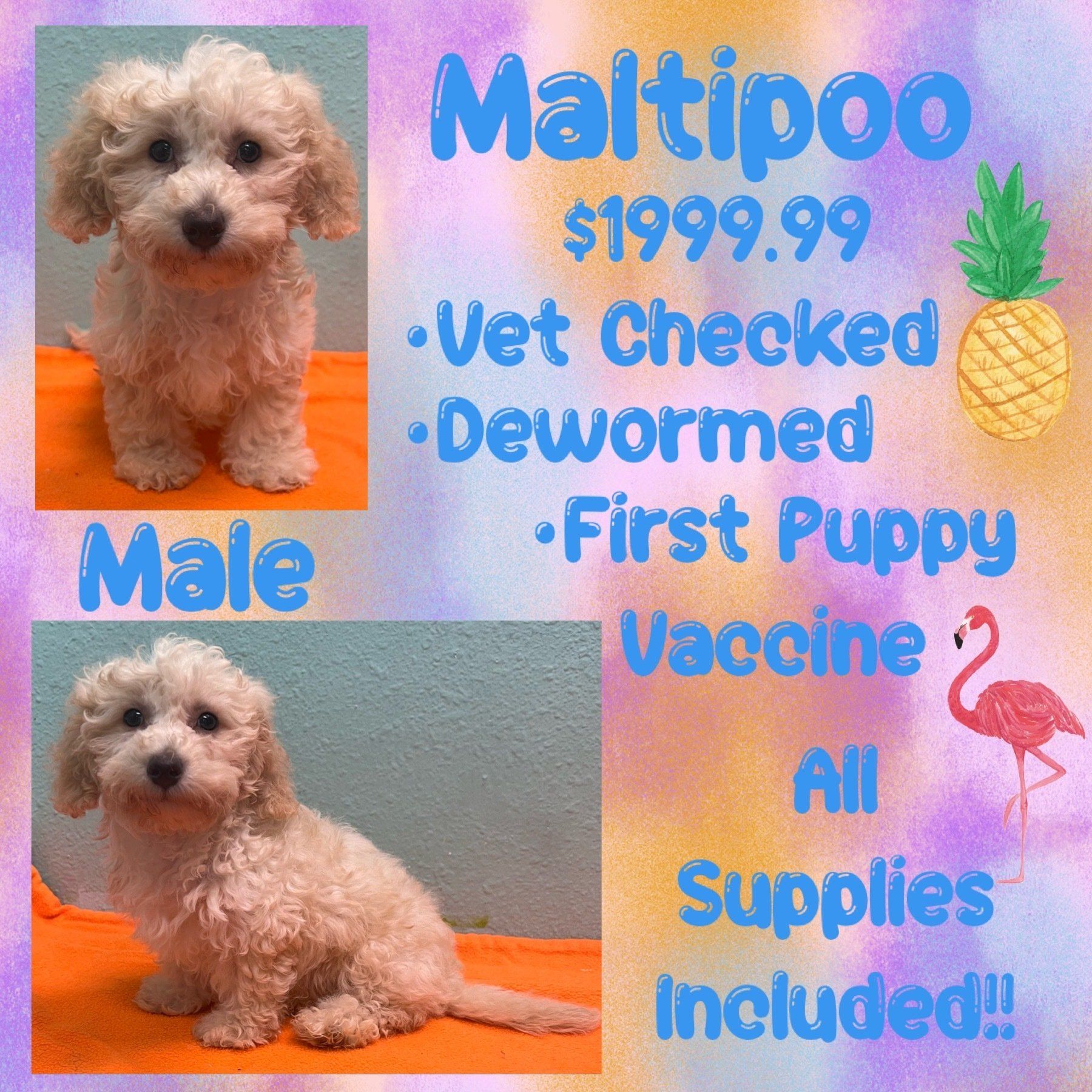 A picture of a male and female maltipoo puppy