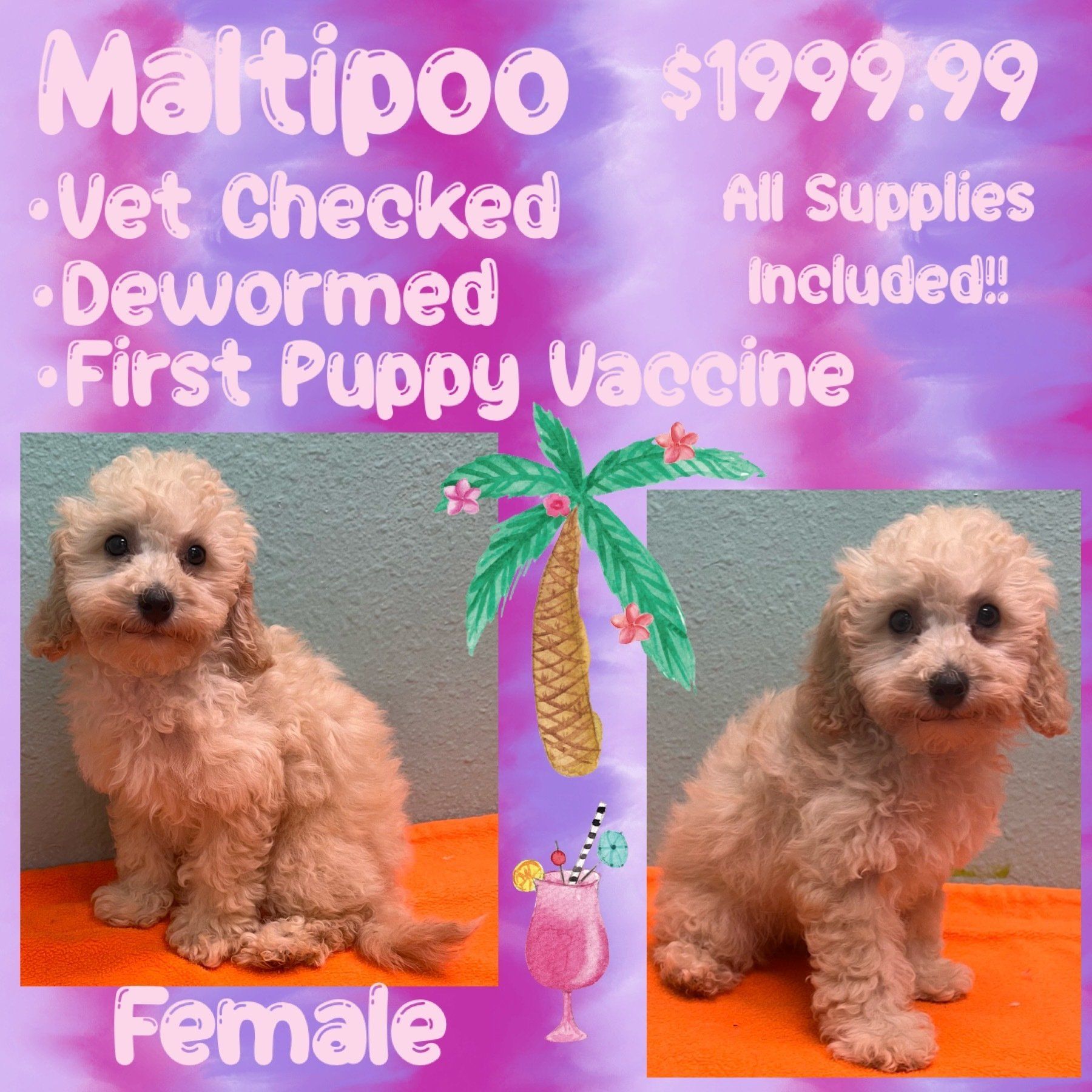 A female puppy is for sale for $ 199.99