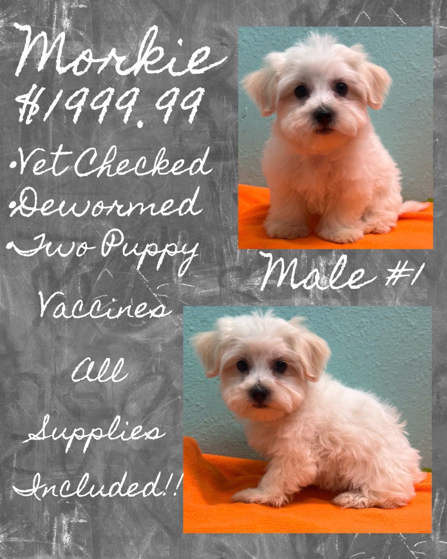 A small white puppy is for sale for $ 199.99