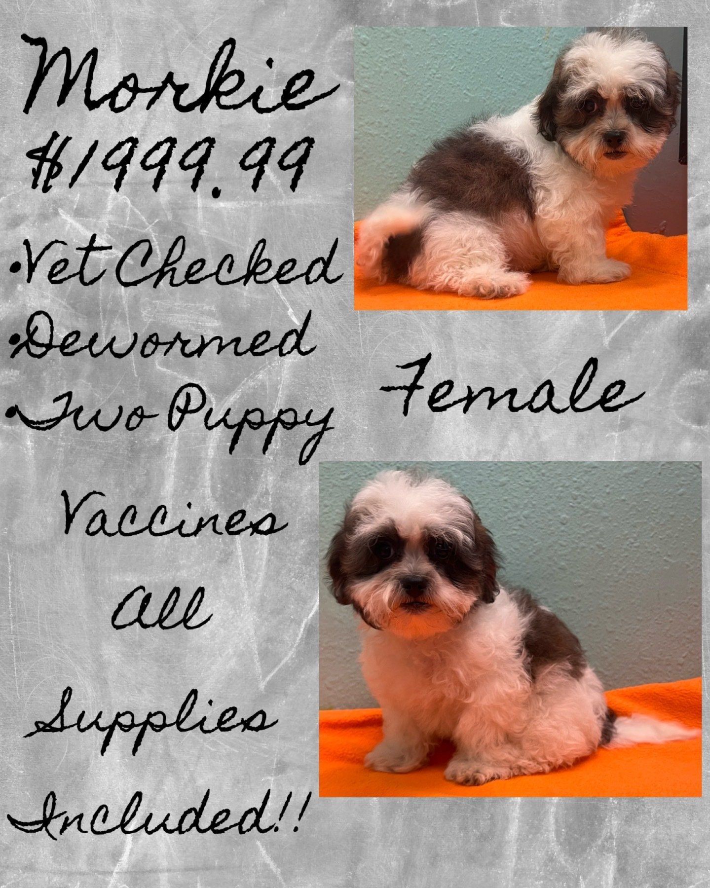 A female puppy is for sale for $ 199.99