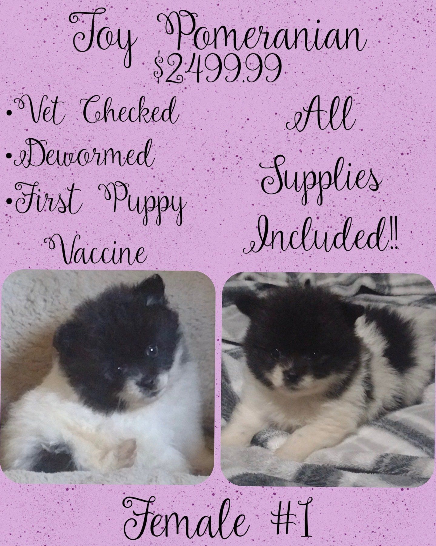 A female pomeranian puppy is for sale for $ 24999