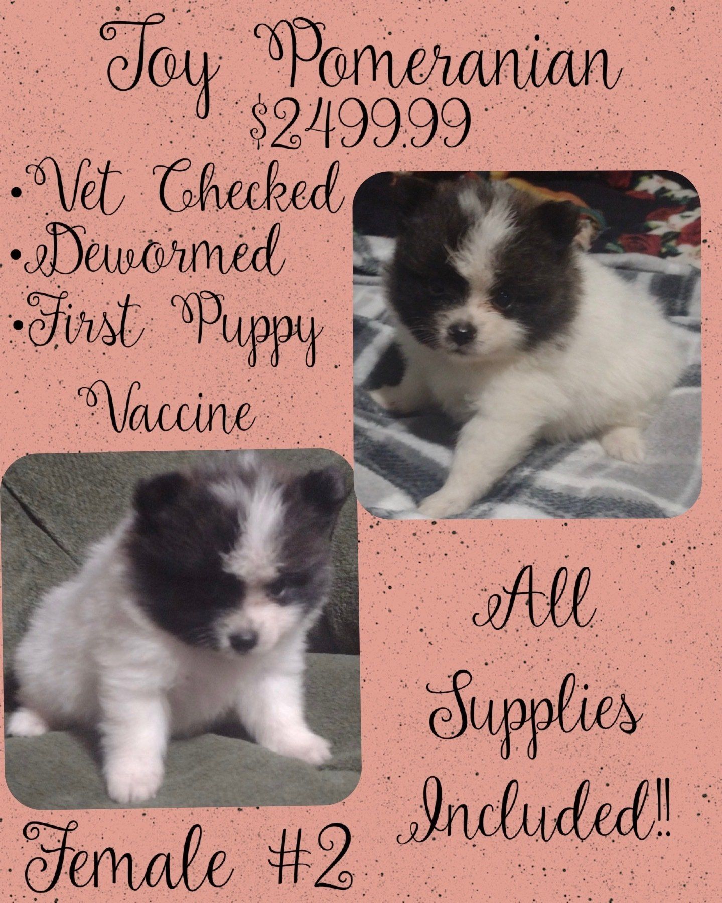 A pomeranian puppy for sale is female # 2