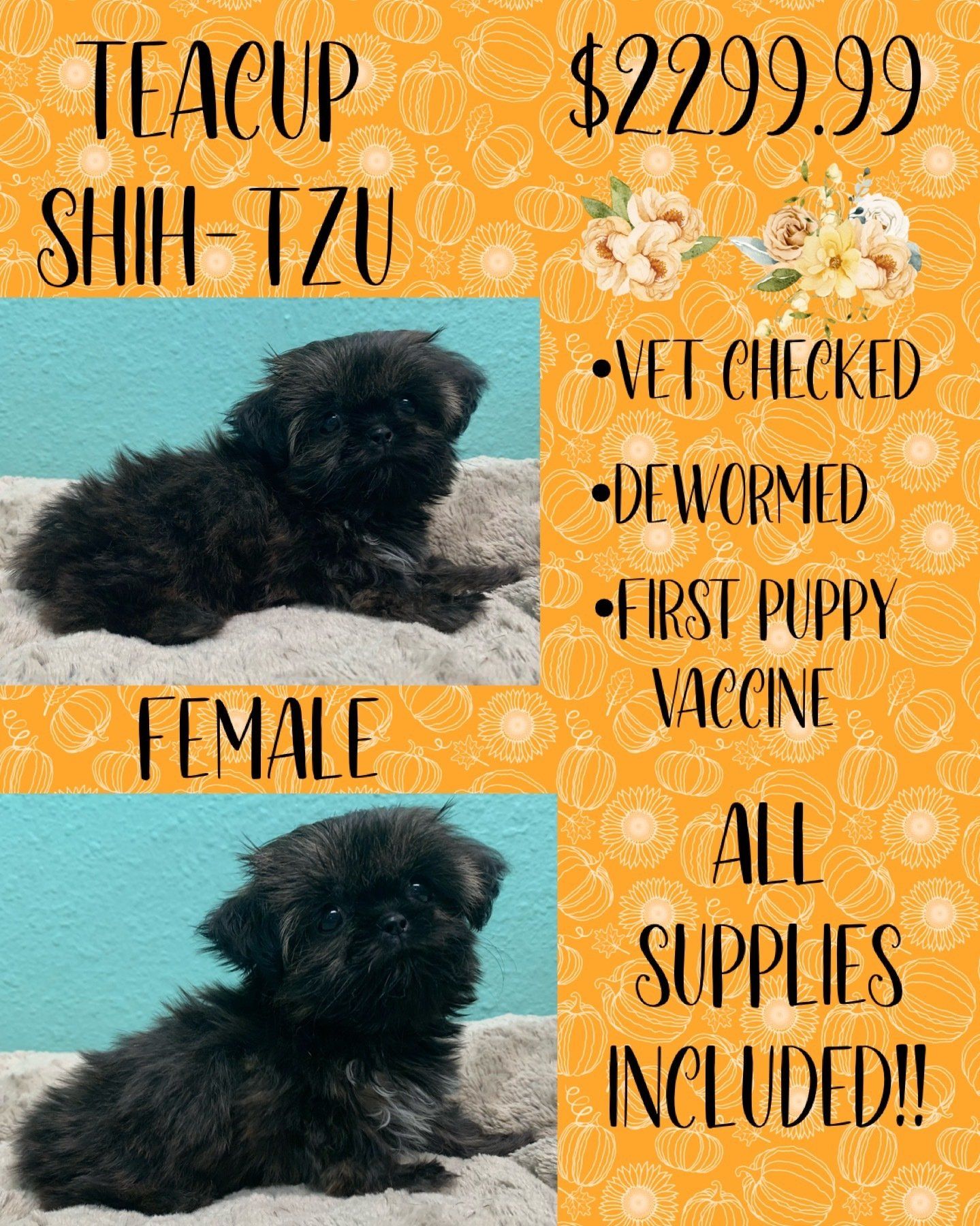 A teacup shih tzu puppy for sale for $ 299.99