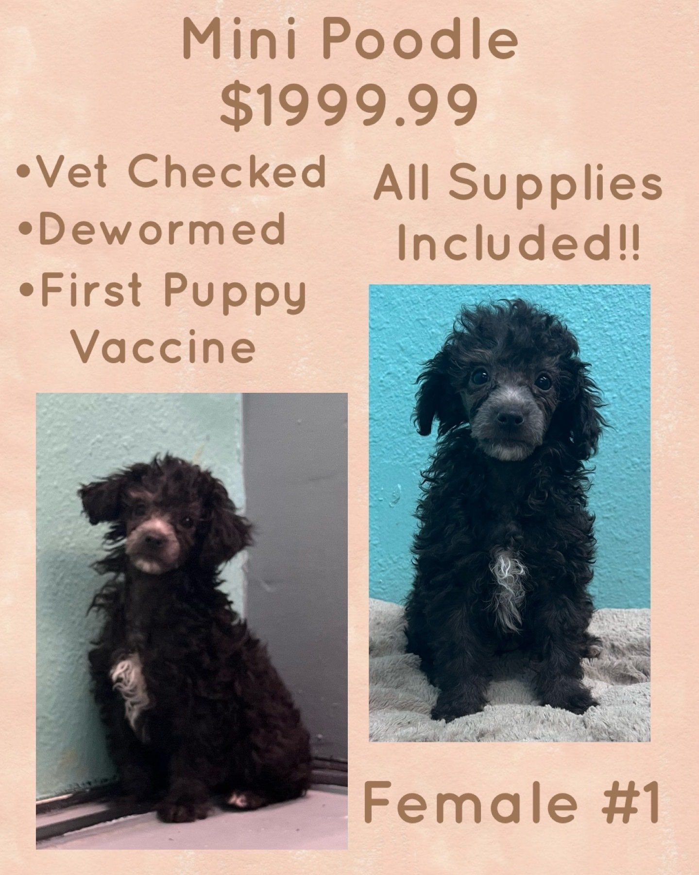 An ad for a mini poodle puppy for $ 199.99