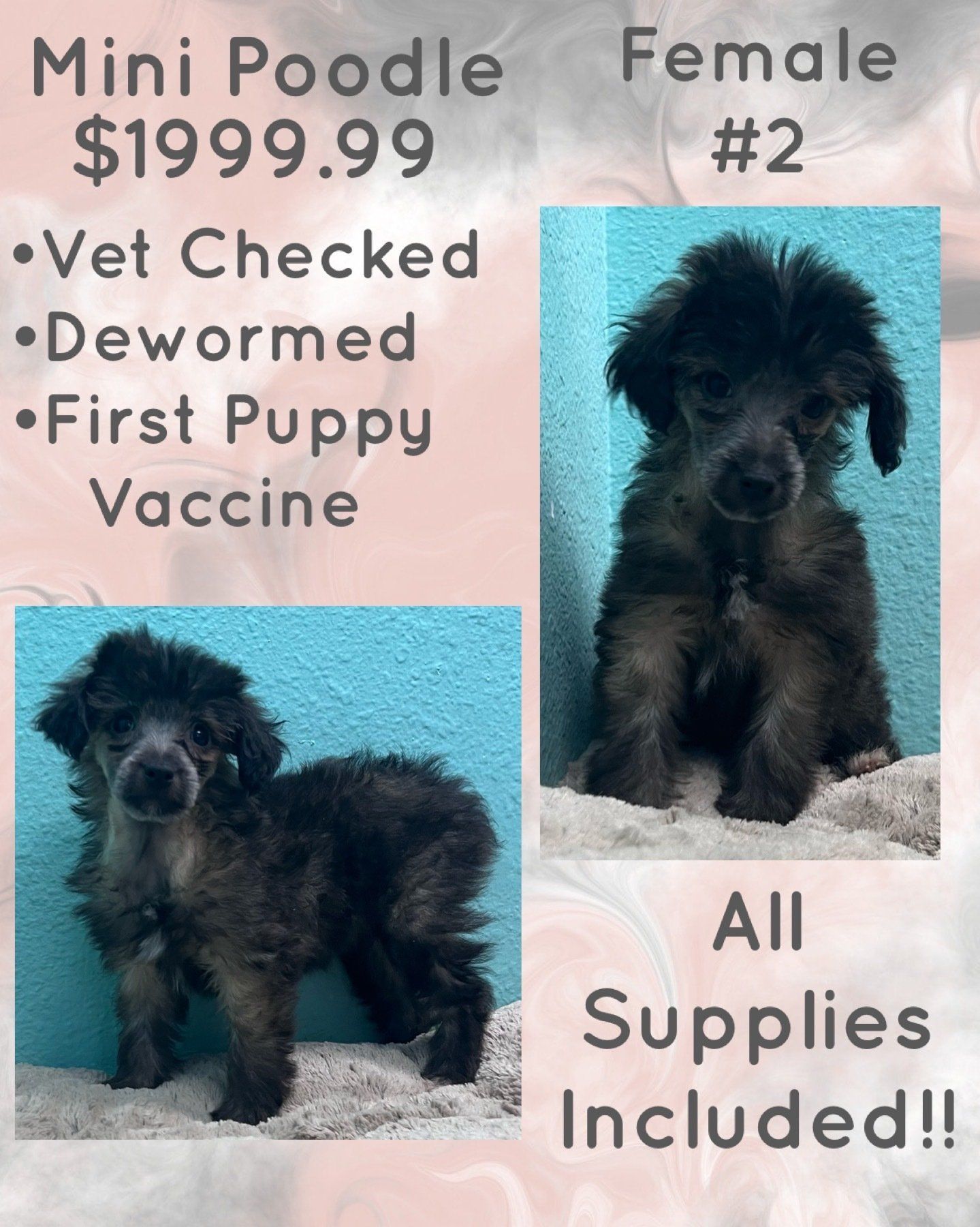 A female poodle puppy is being sold for $ 199.99