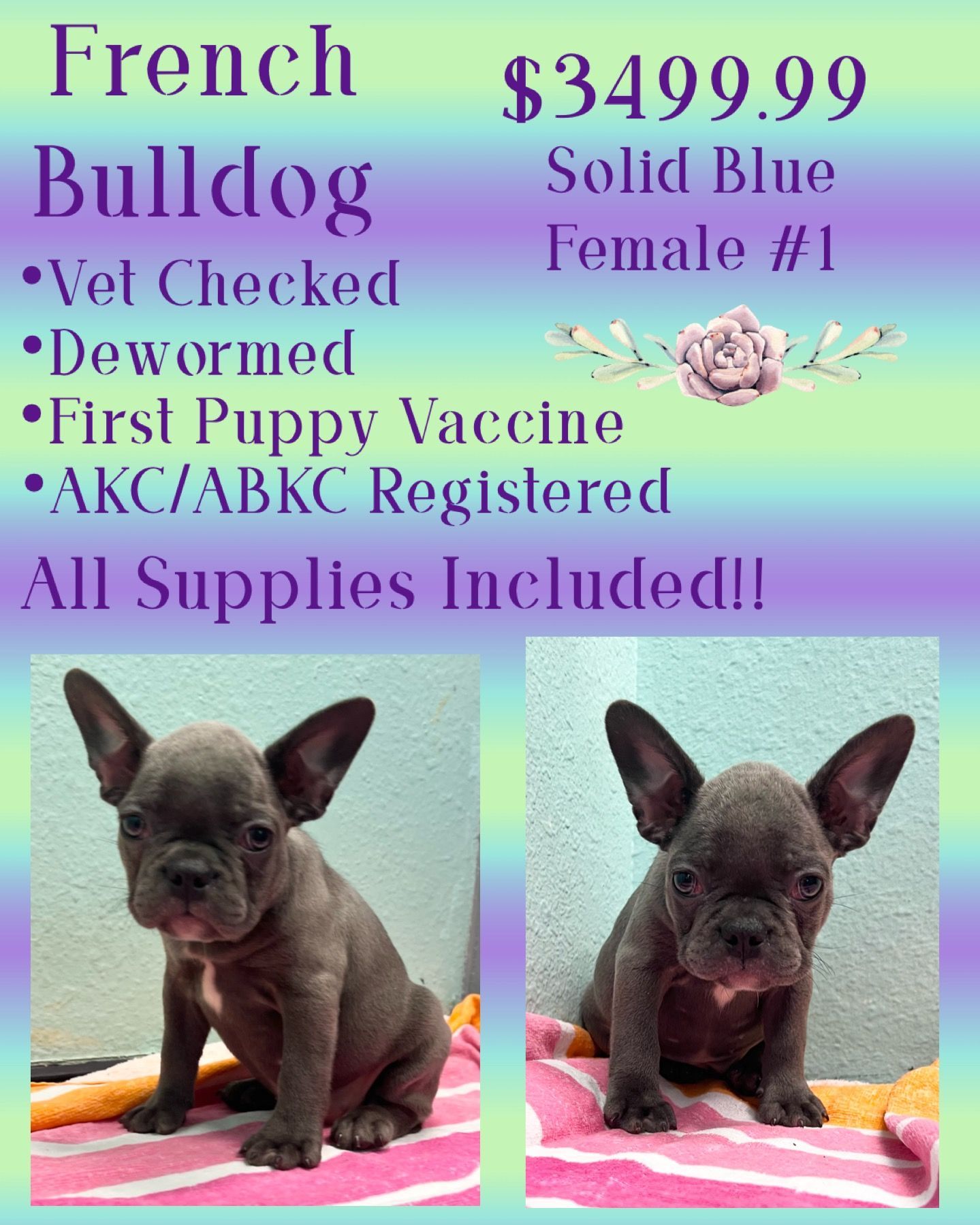 A french bulldog puppy is for sale for $ 349.99
