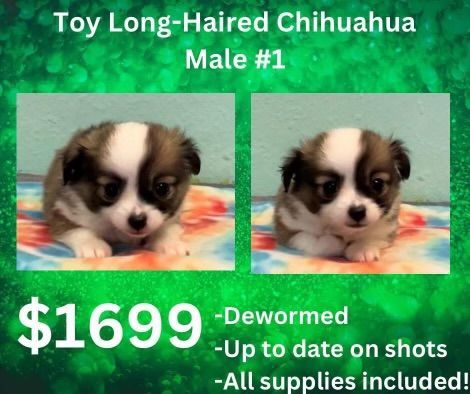A toy long haired chihuahua puppy for sale for $ 1699
