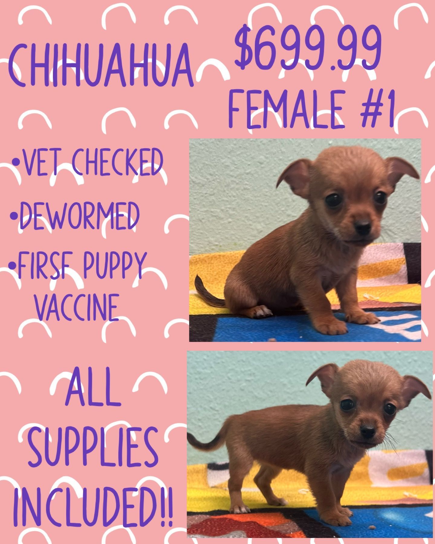 A female chihuahua puppy for sale for $ 699.99
