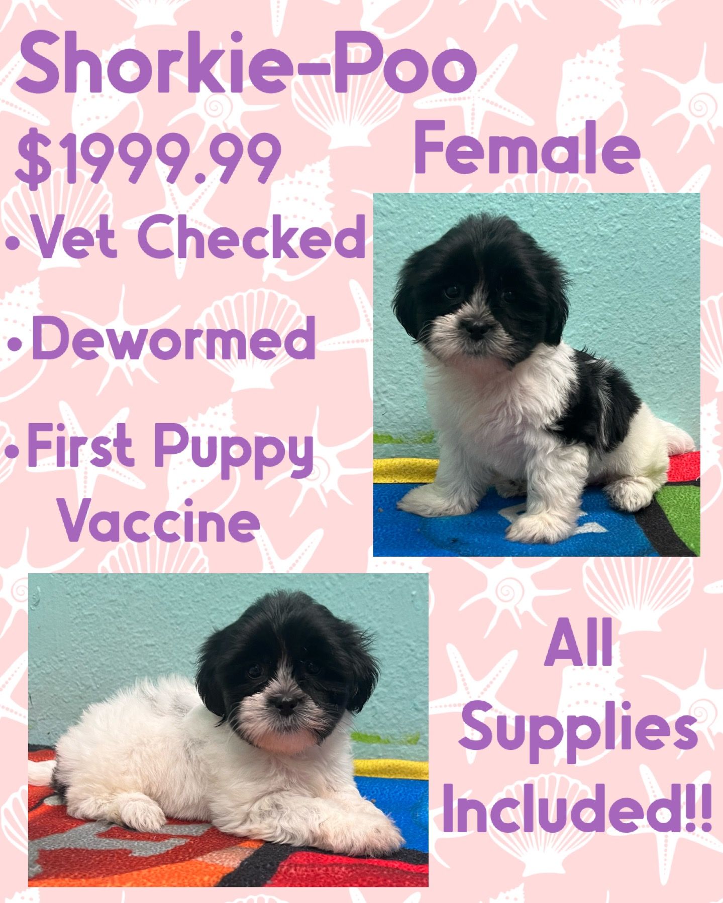 A black and white puppy is for sale for $ 199.99.