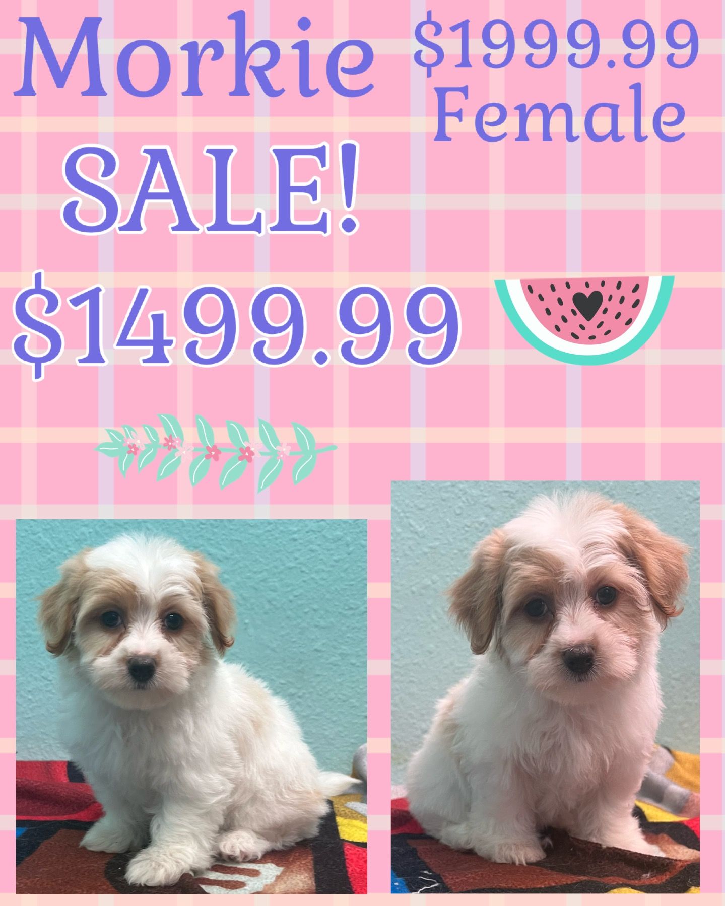 A morkie puppy is on sale for $ 149.99