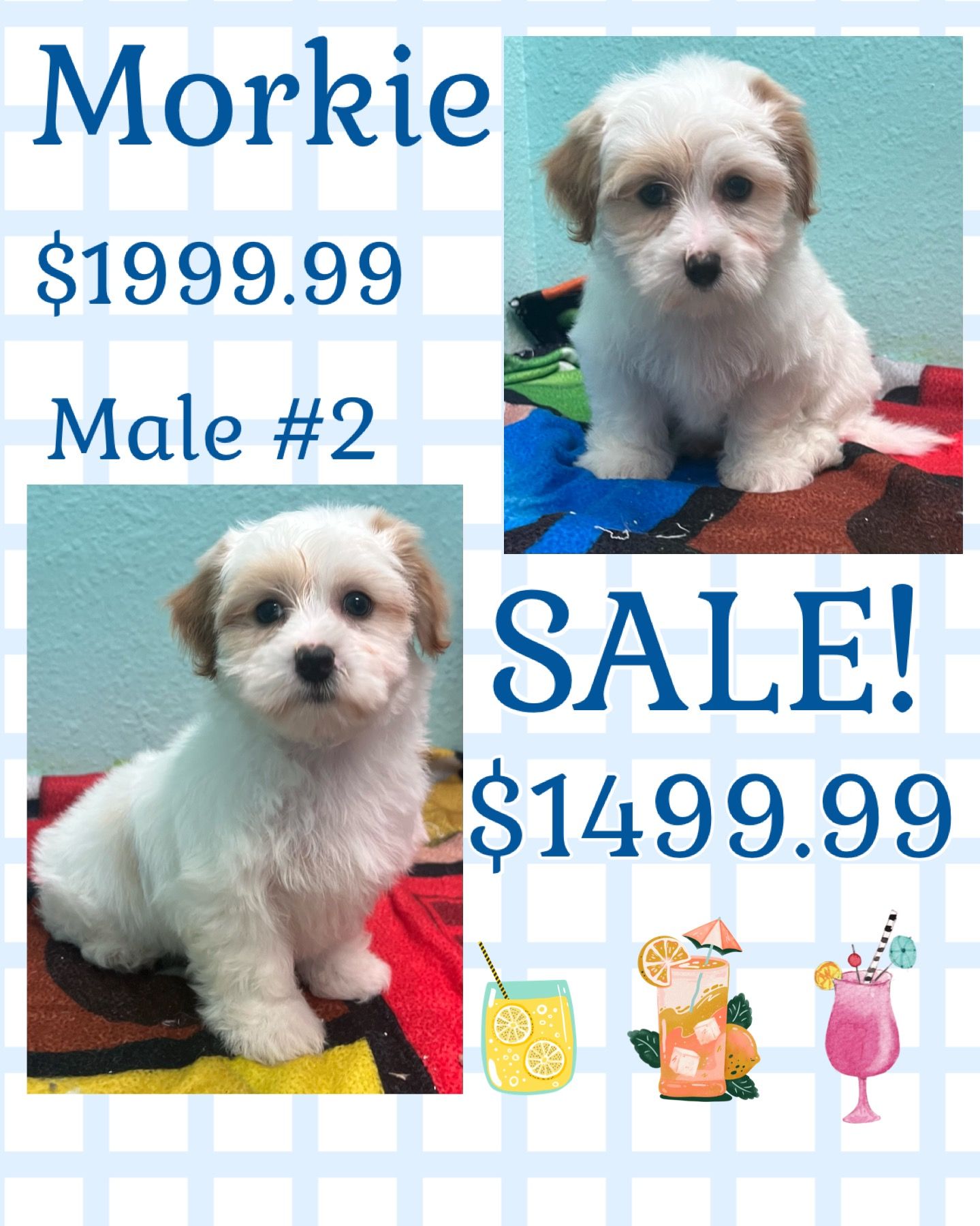 A morkie puppy is on sale for $ 199.99