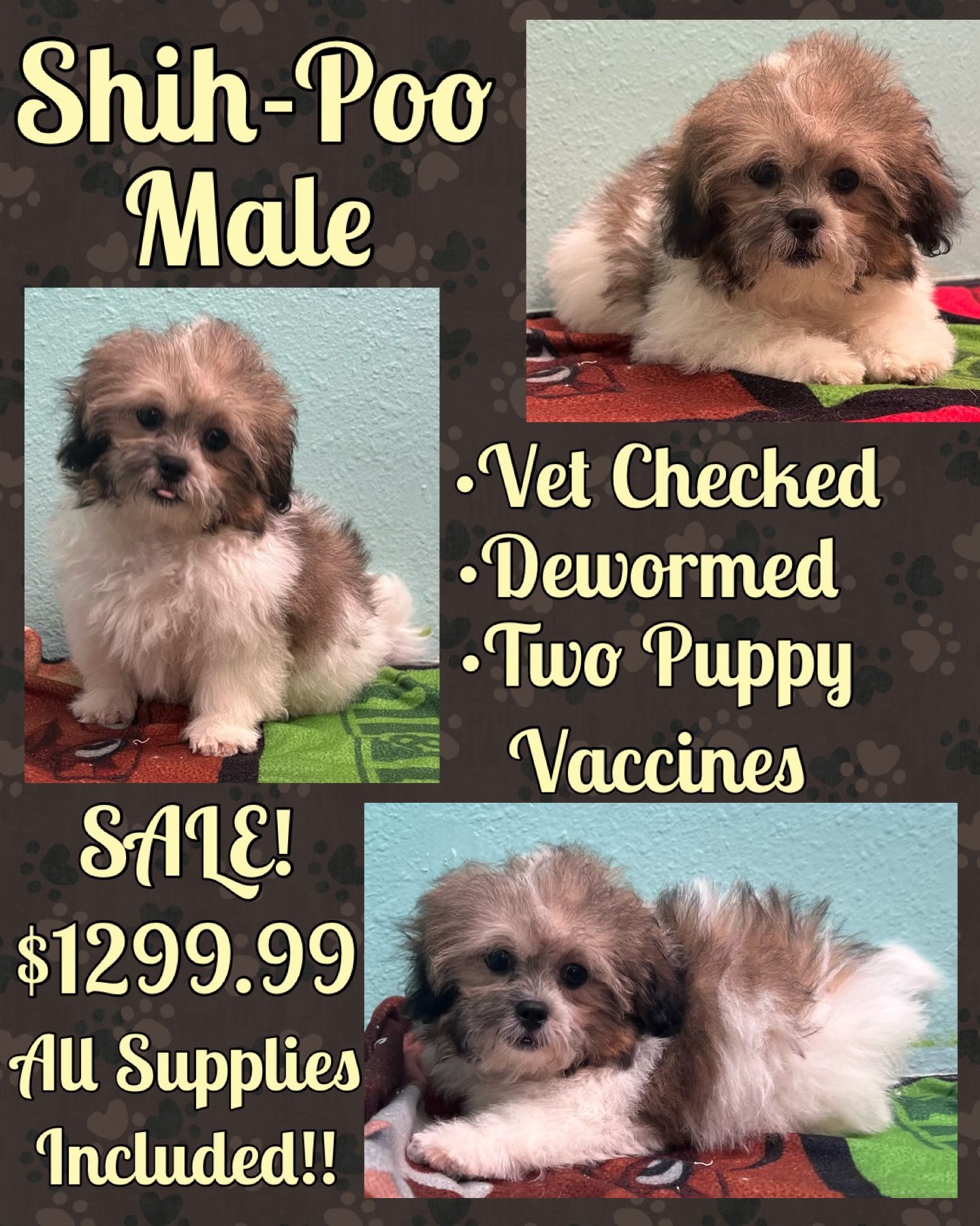 A shih-poo male puppy is for sale for 1299.99