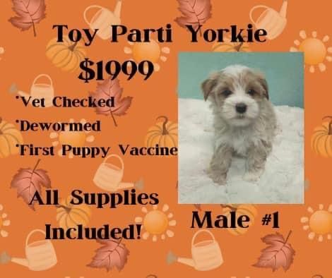 A toy parti yorkie puppy for sale for $ 1999