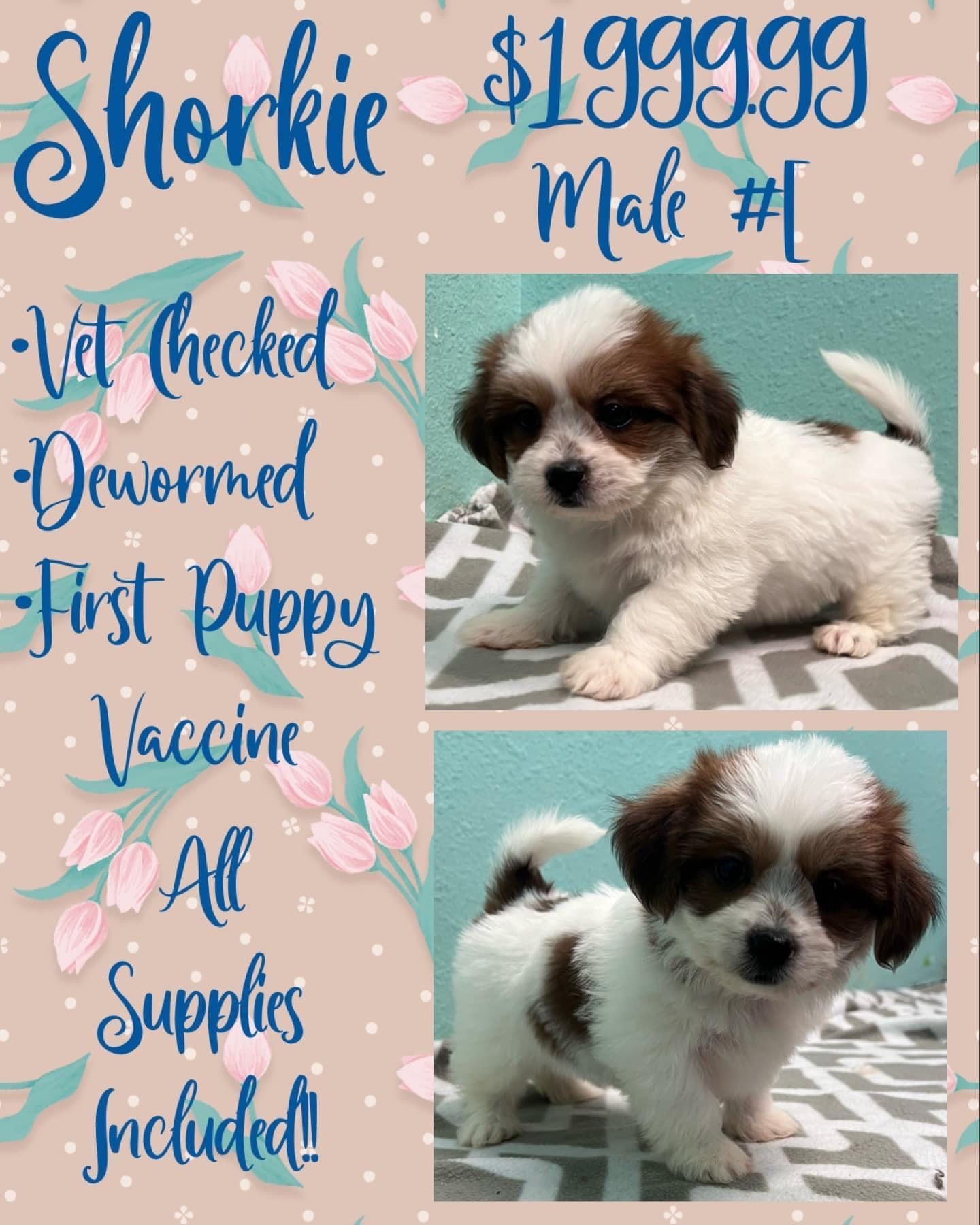 A brown and white puppy is for sale for $ 199.99