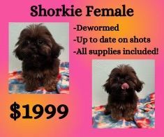 A shih tzu puppy is for sale for $ 1999.