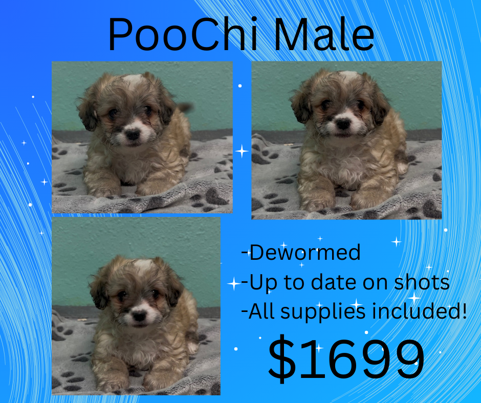 Male poochi puppies for sale for $ 1699