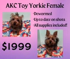 A toy yorkie female is for sale for $ 1999.