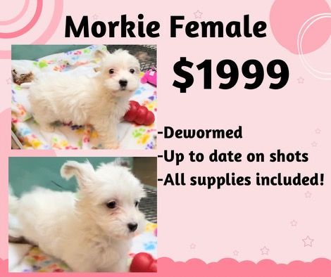 A morkie female puppy is for sale for $ 1999