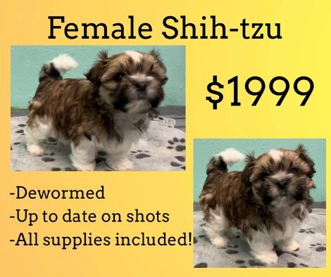 A female shih-tzu puppy is for sale for $ 1999