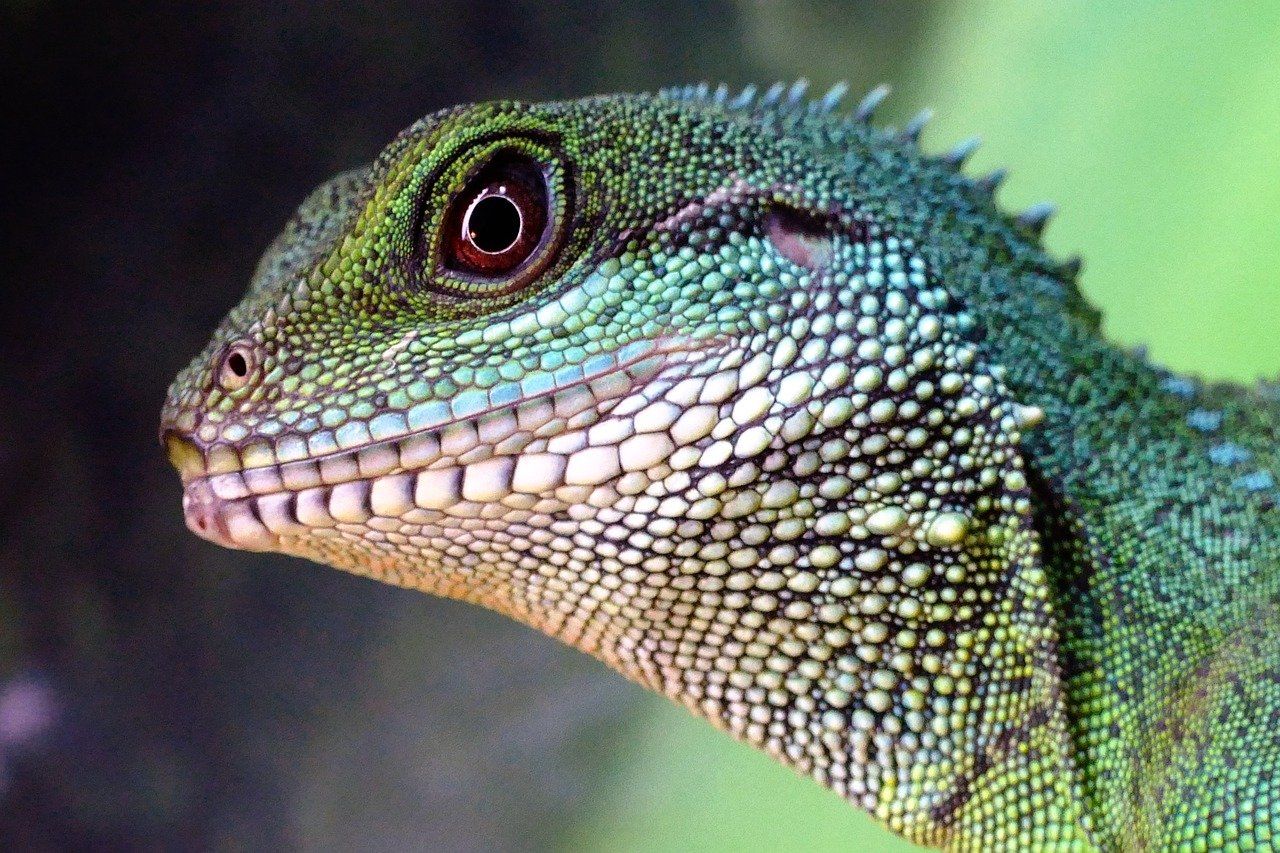 A close up of a lizard 's head with a green background