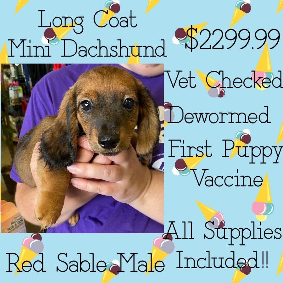 A long coat mini dachshund puppy is being held by a person