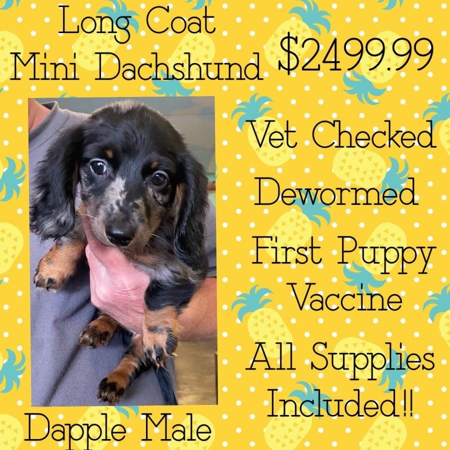 An ad for a long coat mini dachshund for $ 2499.99