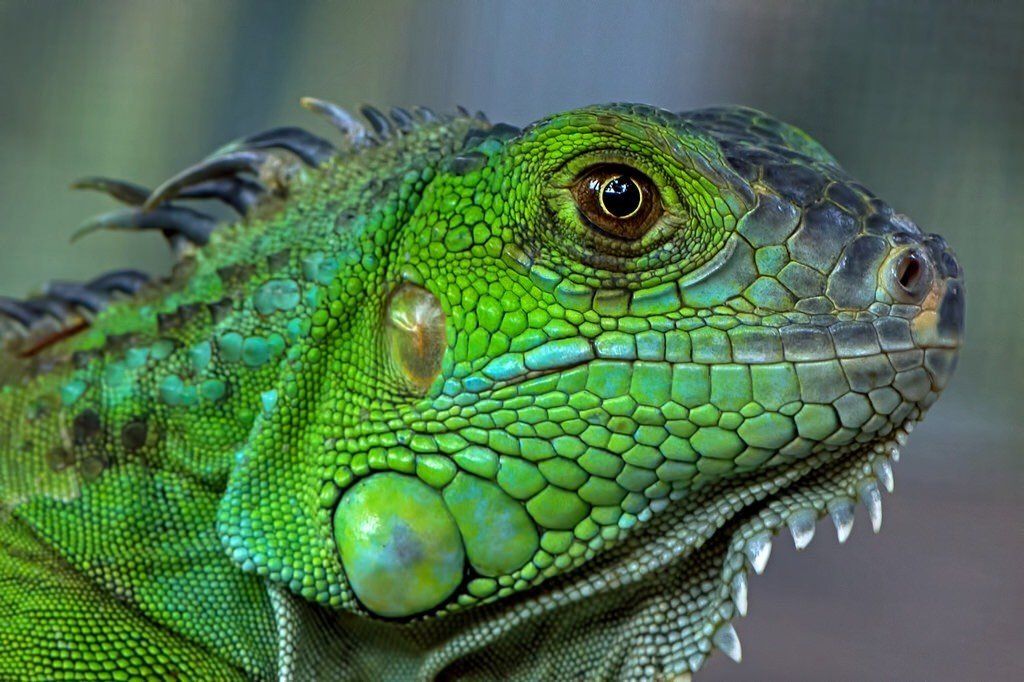 A close up of a green iguana 's face and eyes.
