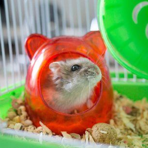 cute hamster