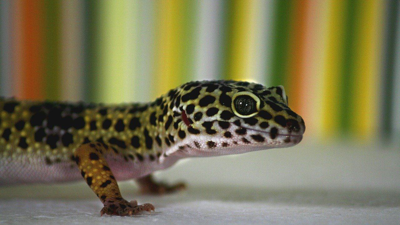 A close up of a leopard gecko standing on a table.