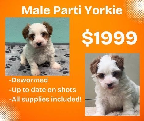 Male parti yorkie puppies for sale for $ 1999