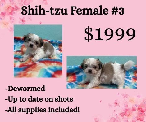 A shih-tzu female puppy for sale for $ 1999