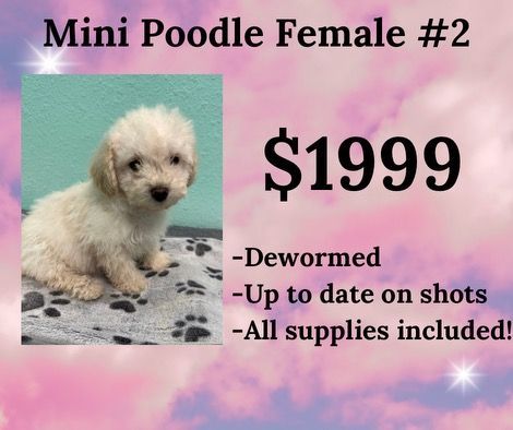 A small white poodle puppy is for sale for $ 1999.