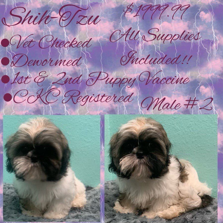 A picture of a shih tzu puppy for sale