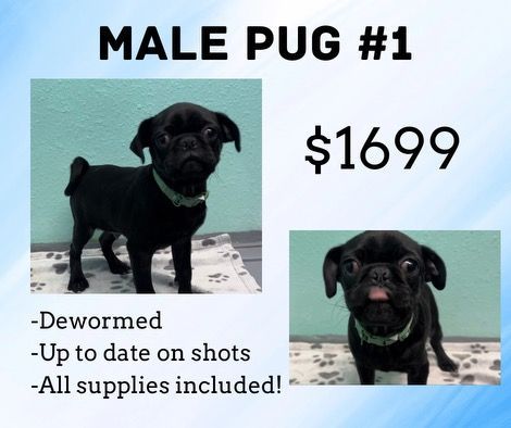 Male pug # 1 for sale for $ 1699 with all supplies included