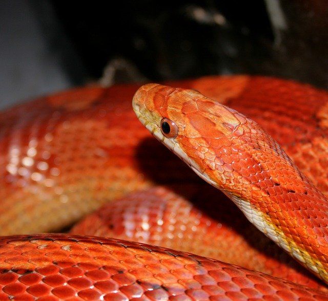 A close up of a red snake with a yellow head
