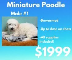 A miniature poodle puppy is for sale for $ 1999.