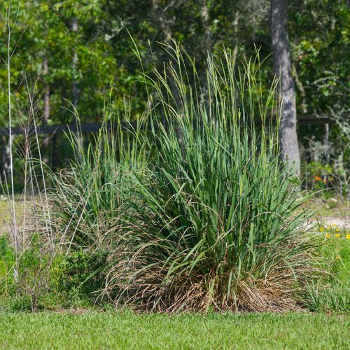 Fakahatchee grass