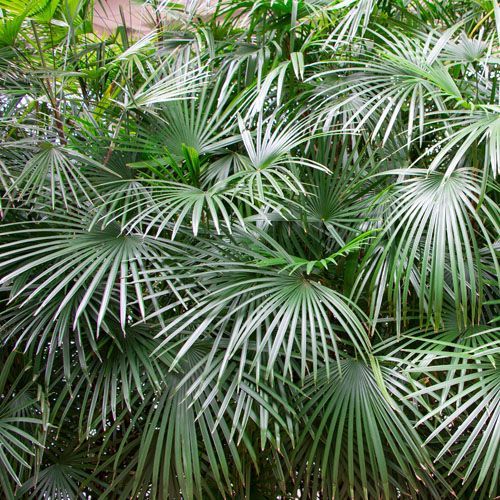 Needle palm