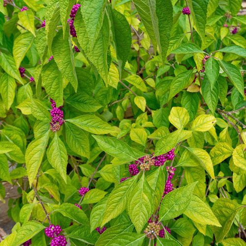 American beautyberry