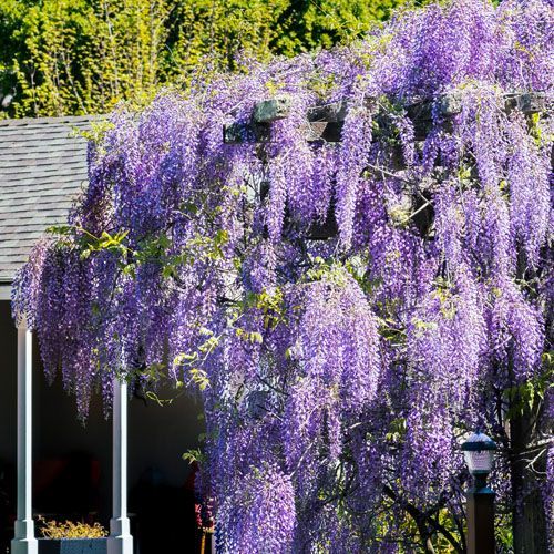 American wisteria