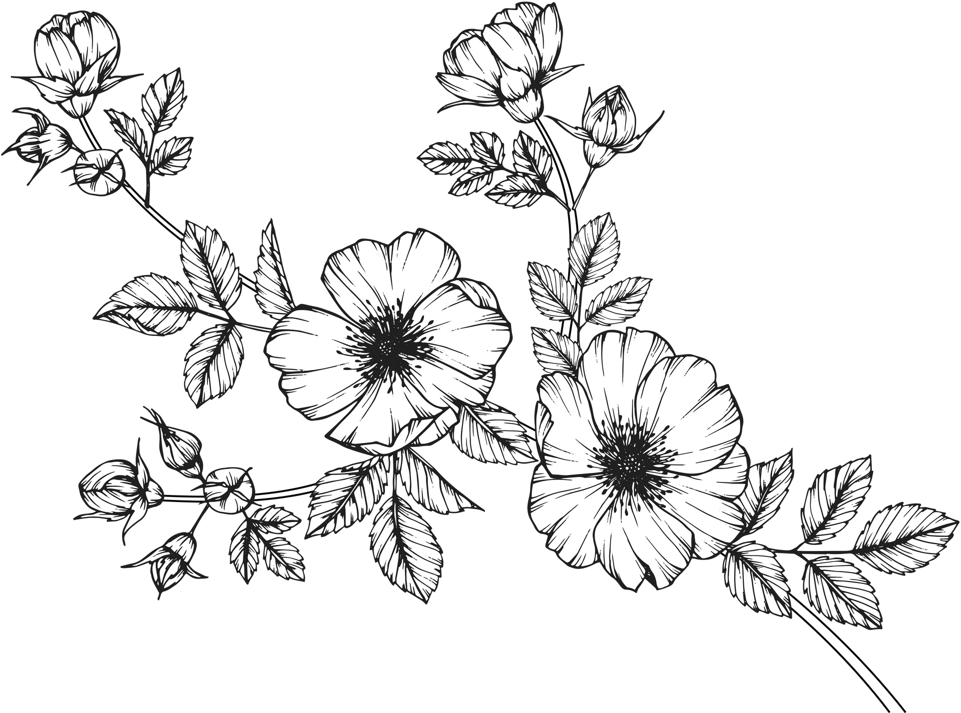 Flower Background