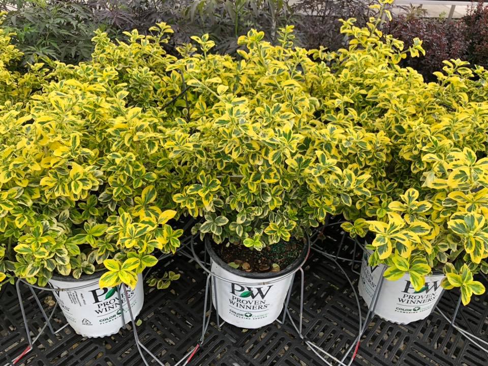 Bentley Ridge Tree Farm & Nursery Photo Gallery