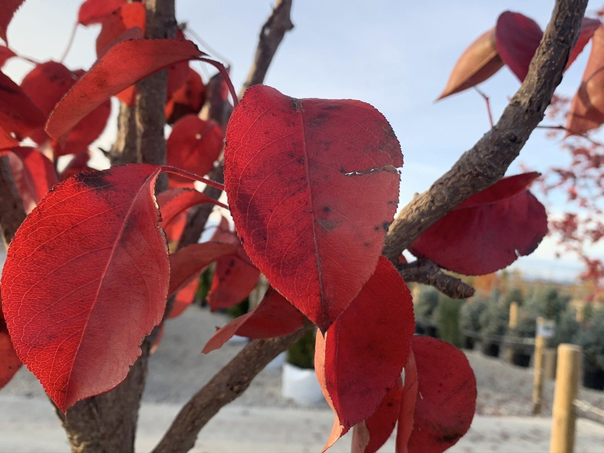 Ornamental Trees Nursery Stock Grimes, IA
