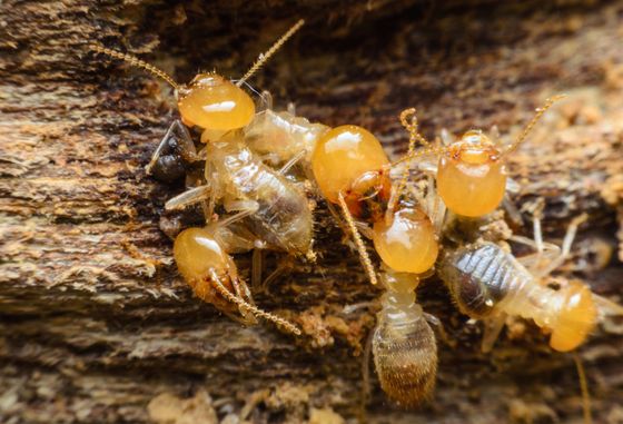 Termites on a wood