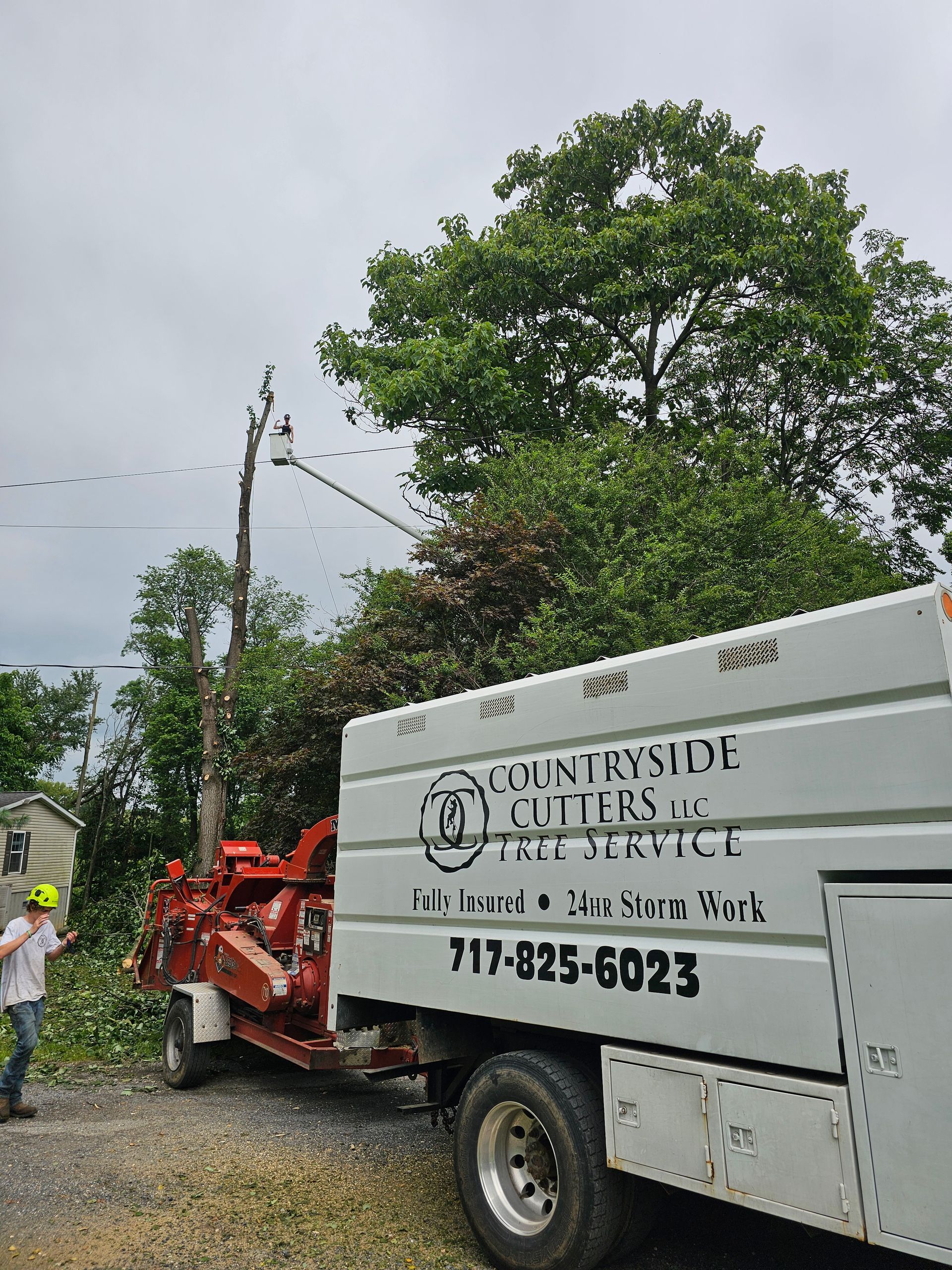 Tree service truck chipping branches near a utility pole. The truck is white with company logo and contact info.