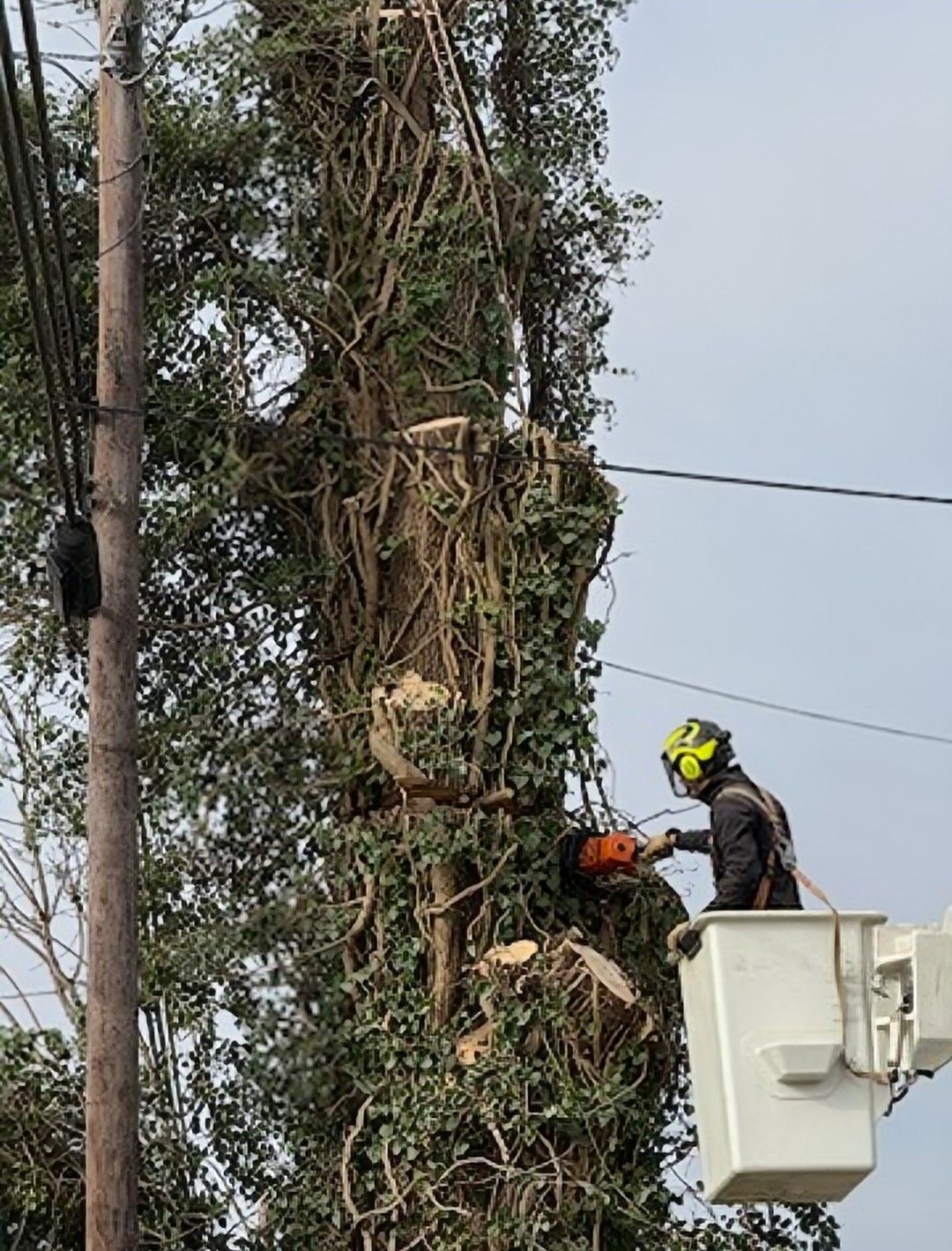 A worker in a bucket truck cuts a tree with a chainsaw near power lines.