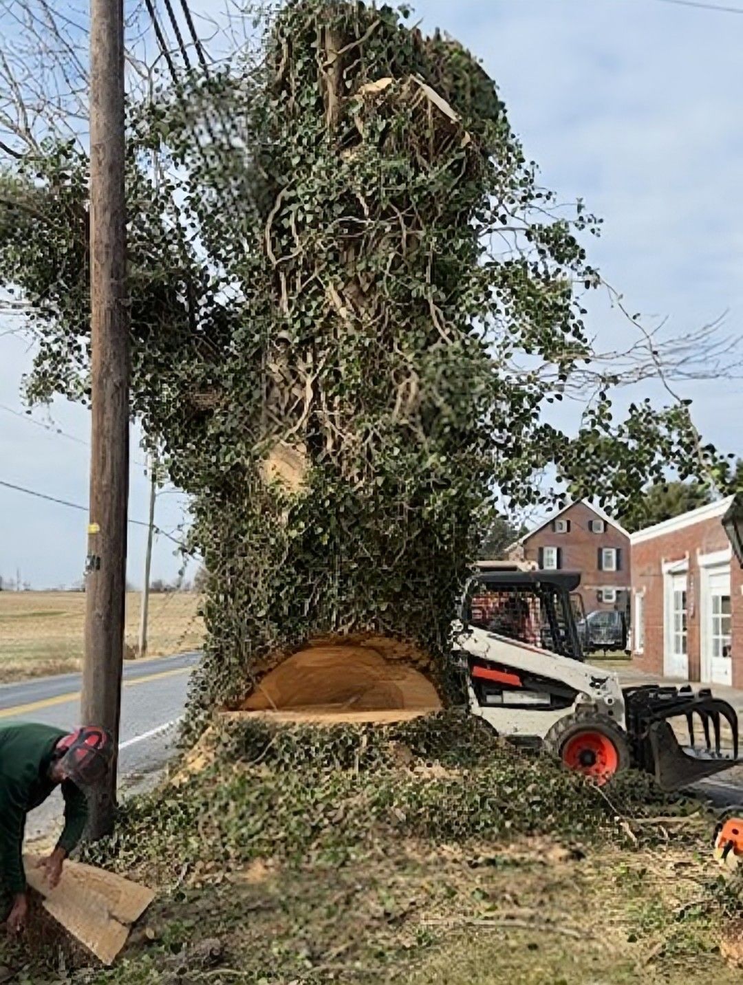 Tree being cut down, covered in green vines, next to a road and power lines. A Bobcat and worker are present.