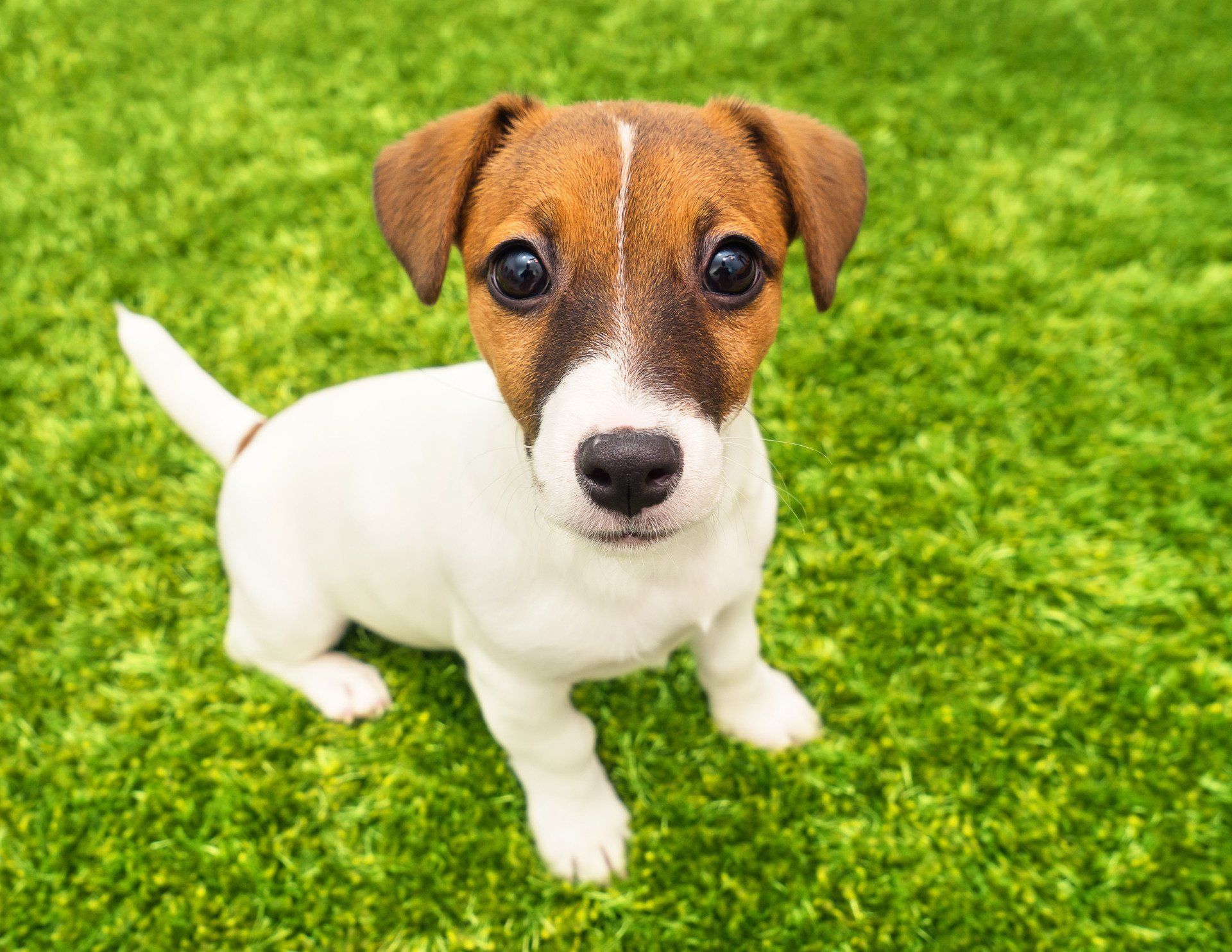 Paradise Pet Suites Grooming Boarding Omaha, NE Elkhorn, NE